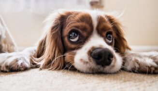 Top 10 Most Popular Pets in America and Their Characteristics
