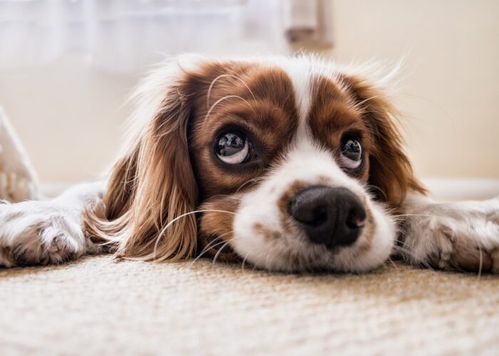 Top 10 Most Popular Pets in America and Their Characteristics img